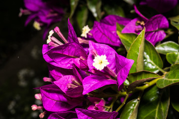 Fototapeta na wymiar Macro photo of blooming colorful flowers