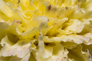 Macro photo of blooming colorful flowers