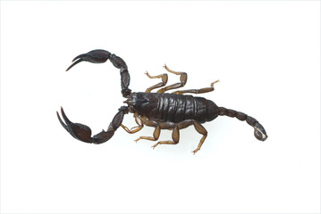 Scorpione, Spinnentiere