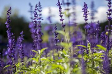 Canada, British Columbia