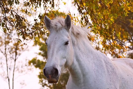 White horse under a tree
