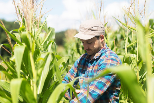 Farmer in corn field quality checking corn plants