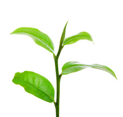 Green tea leaf  on white background