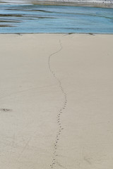 Fototapeta na wymiar Animal foot path on sand river bed