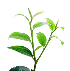 Green tea leaf  on white background