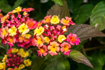 Macro photo of blooming colorful flowers