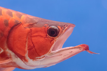 Closeup asian arowana red fish,dragon fish