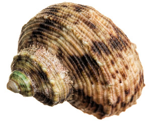 Sea shell isolated