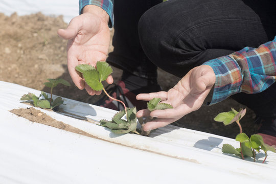 Cropped view of farmer quality checking seedlings