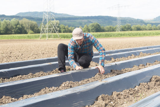 Farmer installing soil fumigation film to ploughed field