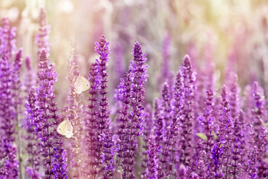 Fototapeta Selective focus on beautiful purple meadow flowers - beautiful nature in spring
