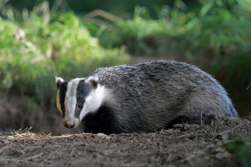 Badger