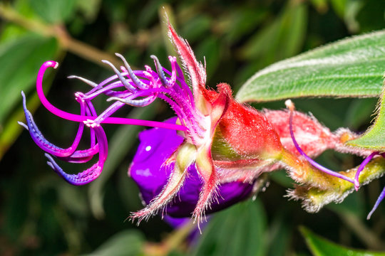 Macro photo of blooming colorful flowers