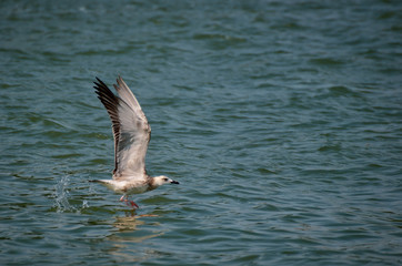 Danube Delta seagull taking off from water