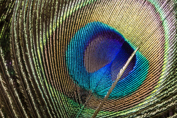 pattern on peacock's feather
