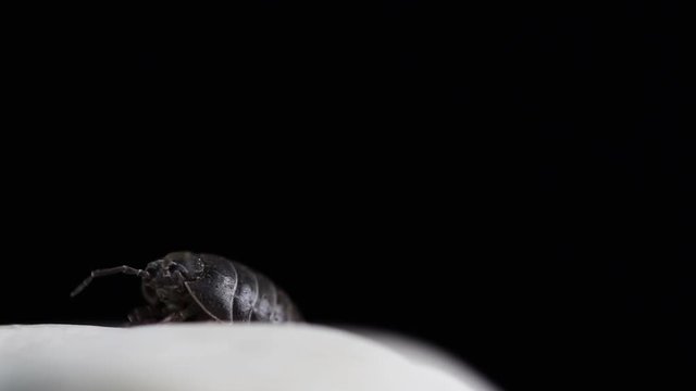 Tatuzinho-de-jardim. (Oniscidea)