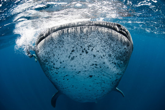 Underwater view of whale