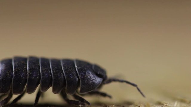 Tatuzinho-de-jardim. (Oniscidea)