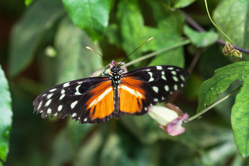 Papillon Heliconius hecale sur une fleur