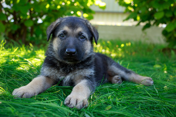 puppy breed German Shepherd