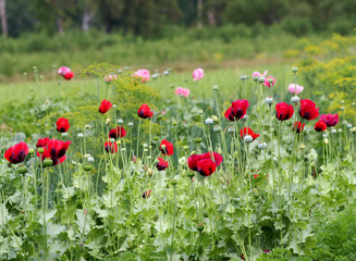 red poppy field