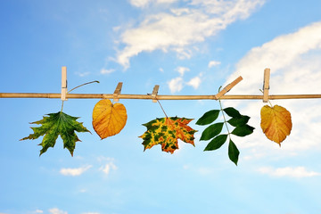 Herbstmotiv - Herbstblätter zum Trocknen aufgehängt