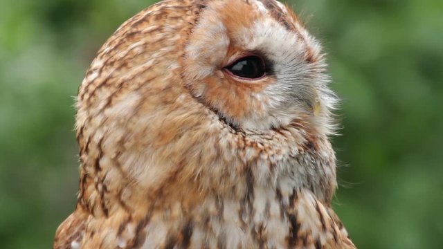 Tawny Owl, bird of prey, strix aluco