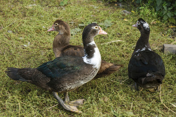 ducks on a farm