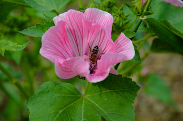Big beautiful pink flower Lavatera closeup