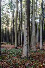 gespensterwald nienhagen