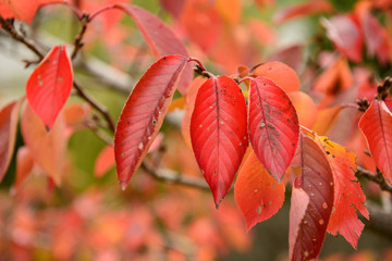 近江八幡　紅葉