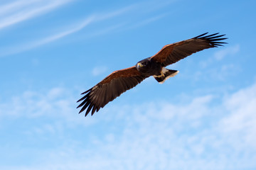 Fototapeta premium Harris Hawk in flight