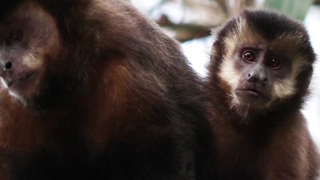Macaco-prego.