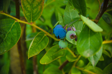 Big colorful mature blueberry and green leaves