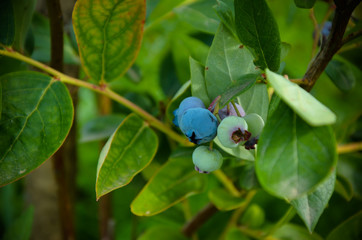 Big colorful mature blueberry and green leaves