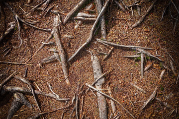 Tree root background