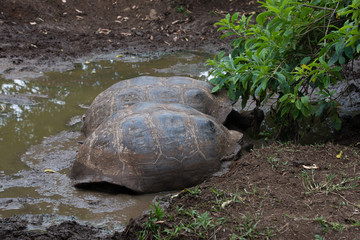 Obraz premium ゾウガメ