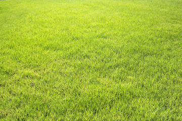 Plakat Green grass background texture at sunset