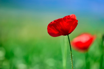 Poppy flowers on green field isolated