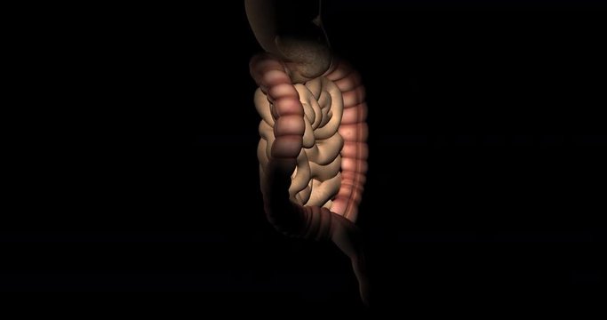 Animation of large and small intestine on digestive system of the human body by turning