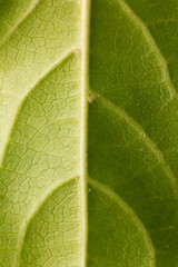 Detail of a green leaf