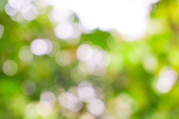 Green tree blurred background with sun beam