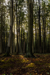 gespensterwald nienhagen