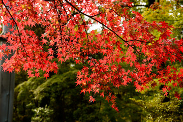 滋賀　石山寺の紅葉