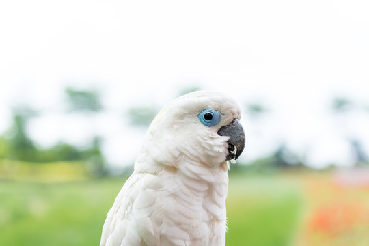 Close-up of white macaw.

