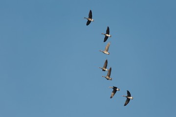 Geese Flying Up