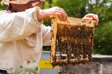Beekeeper holding frame of honeycomb with bees