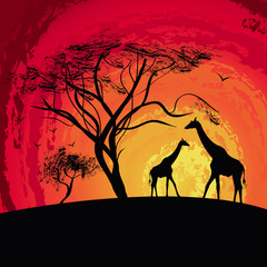 Fototapeta na wymiar silhouette of a giraffe , sunset in Africa , landscape , vector