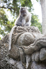wild monkey (macaque)