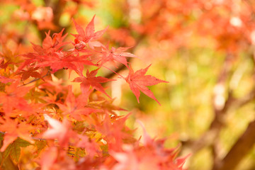 京都大原の紅葉